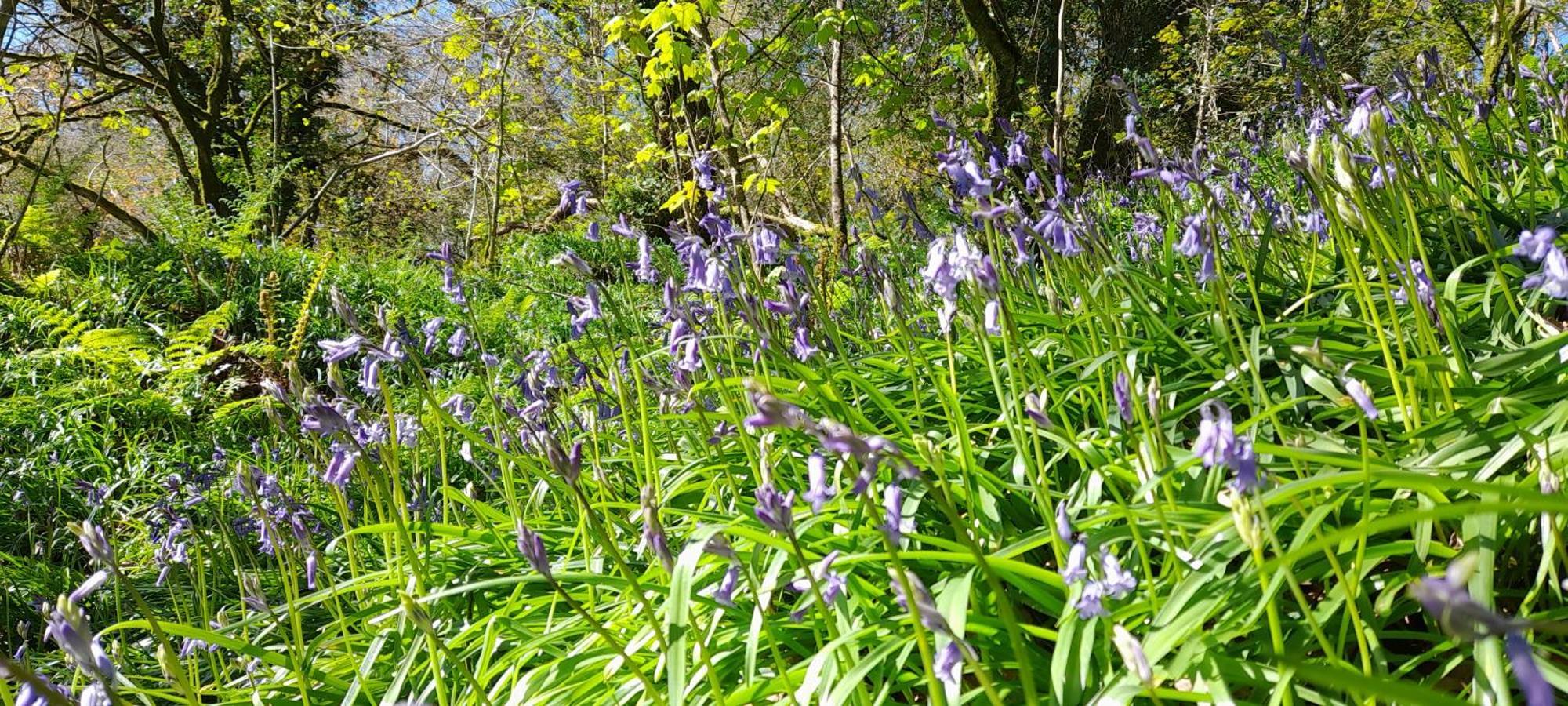 Wisteria Barn, Trewethen, St Teath, Nr Port Isaac Villa Saint Teath Ngoại thất bức ảnh